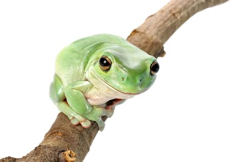 Whites Tree Frog Care Sheet: Food, Habitat Health Petco, 56% OFF