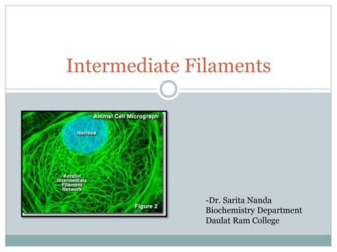 Intermediate filaments | PPT