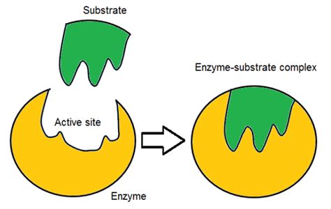 Enzyme-Substrate Complex: Definition, Lesson & Quiz | Study.com