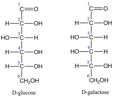 Describe how the structure of D-glucose compares to the structure of D ...