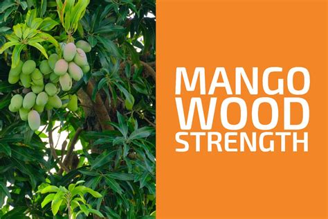 Mango Wood Strength (& Is It a Hardwood or a Softwood?) - Handyman's World