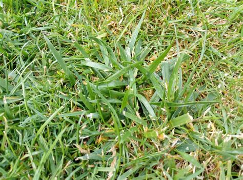 Invasive grass — BBC Gardeners' World Magazine