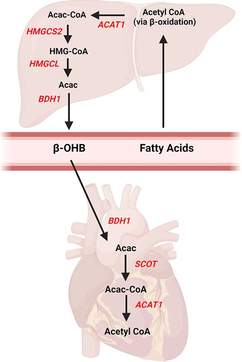 Frontiers | Ketone Body Metabolism in the Ischemic Heart