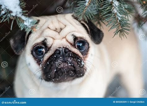 Under The Tree. Pug In Snow. Muzzle Pug. Stock Image - Image of spruce ...