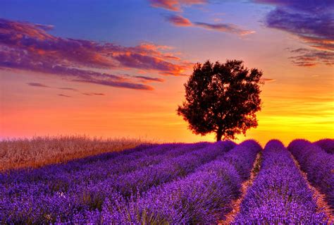 Sunset over lavender field | Lavender fields, Lavender fields provence ...