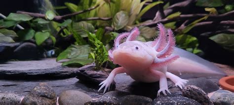 What Plants Can I Put in an Axolotl Tank?