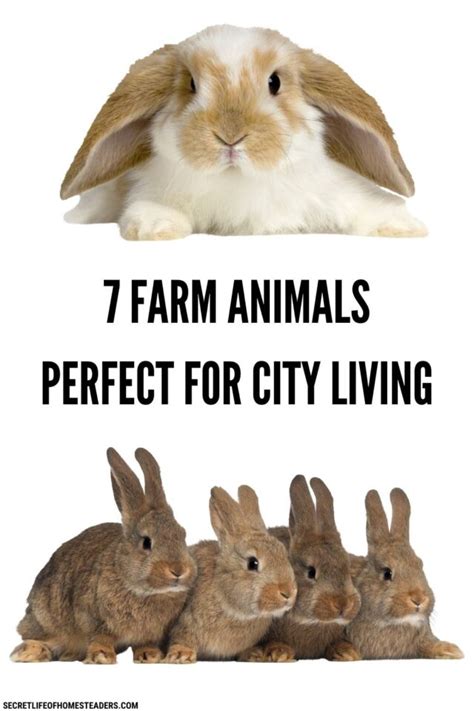 7 Farm Animals Perfect for City Living : Secret Life of Homesteaders