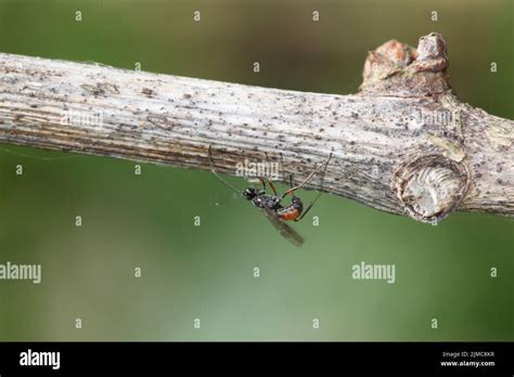 Ichneumon fly oviposition Stock Photo - Alamy