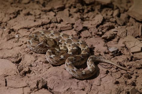 White-bellied Carpet Viper | Derbyshire Harrier | Flickr