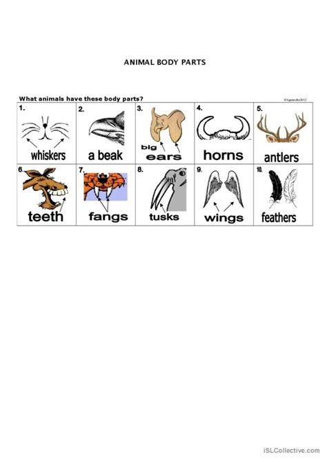 ANIMAL BODY PARTS pictionary (pictur…: English ESL worksheets pdf & doc