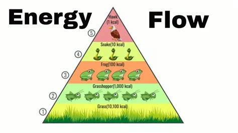 Energy flow in an ecosystem (Updated) - YouTube