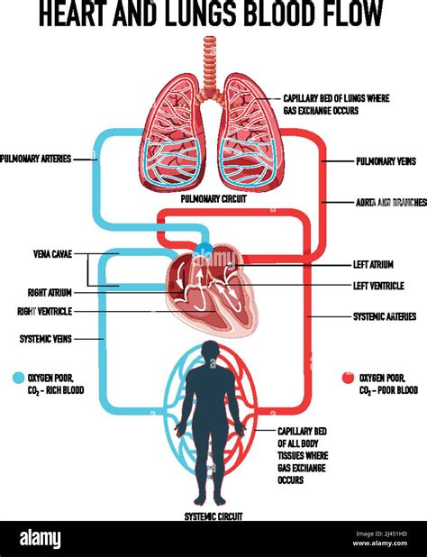 Heart And Lungs Diagram