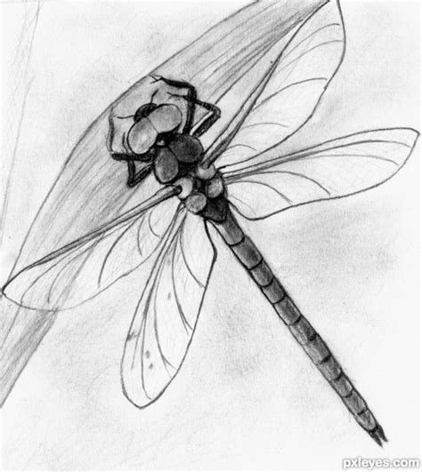 Dragonfly drawing | Dragonfly drawing, Dragonfly painting, Fly drawing