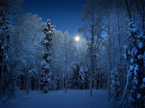 Bosque nevado Alaska | Alaska pictures, Snow covered trees, Winter scenes