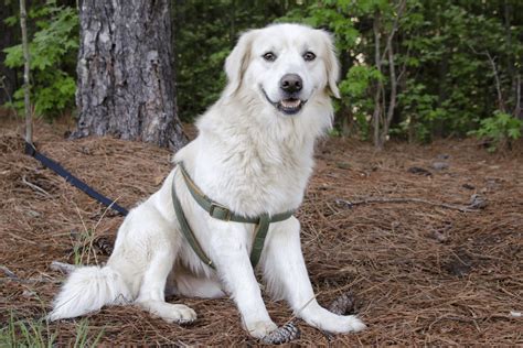 Golden Retriever Great Pyrenees Mix: A Fluffy Giant