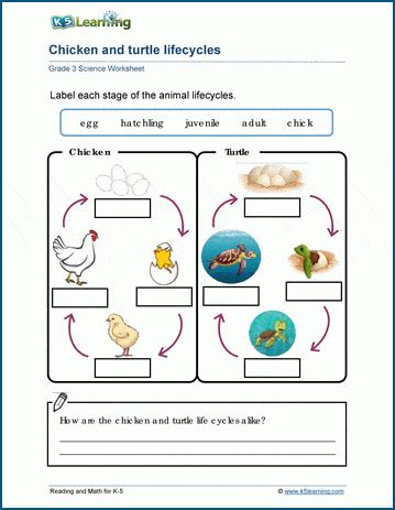 Animal Life Cycle Worksheet