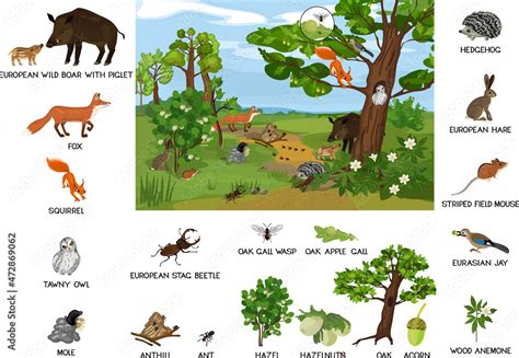 Grove biotope with different animals (mammals, birds, insects) and ...