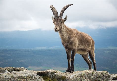 Animals Native to Spain - WorldAtlas