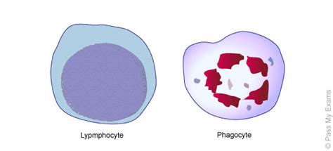 Lymphocyte Diagram - ClipArt Best