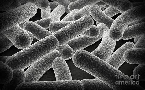 Bacilli Bacteria Microscope