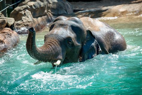 What to See and Do at the Houston Zoo | Houstonia Magazine