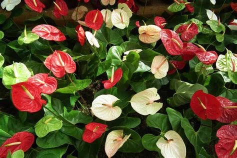 Anthurium Flower Meaning and Symbolism | Plantly