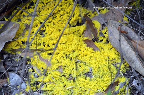 Yellow Slime Mold - The Dog Vomit Fungus