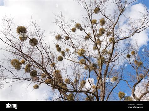 Viscum album growing on a tree Stock Photo - Alamy