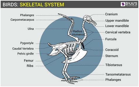 Bird Skeletal System - Anatomy of Avian Skeletal System