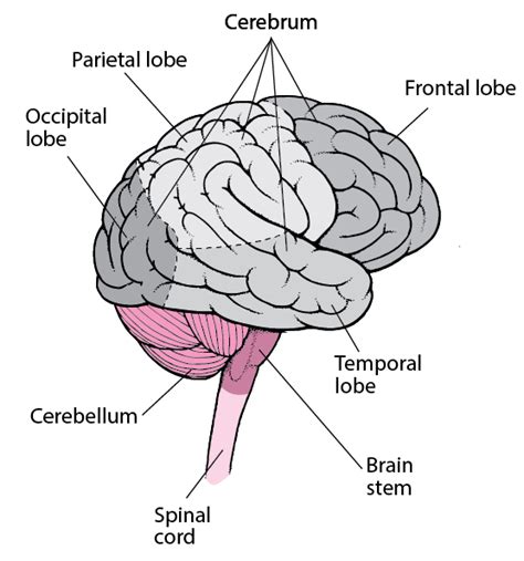 Overview of Cerebral Function - Neurologic Disorders - Merck Manuals ...