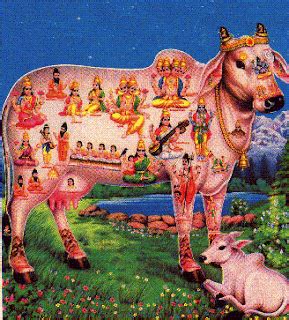 THE HOLY COW in HINDUISM