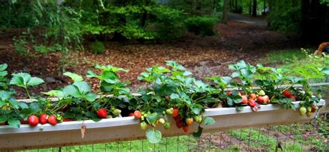 6 DIY Ways to Grow A Vertical Strawberry Garden