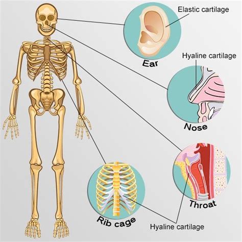 types of cartilage front view skeleton | Cartilage, Hyaline cartilage, Body