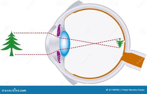 Vision, Eyeball, Optics, Lens System Royalty Free Stock Photo - Image ...