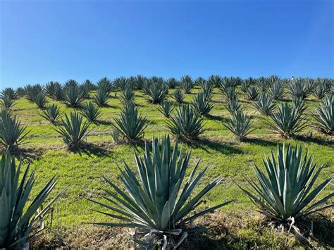 In the Age of Megadrought, is Agave the Crop of the Future in the West ...