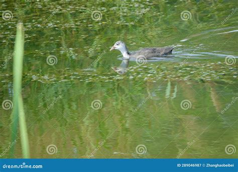 Common Moorhen stock image. Image of wild, reed, animal - 289046987