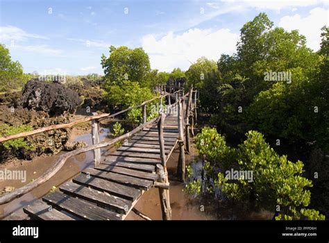 Kenya, Wasini Island, Coral Gardens, boardwalk through mangrove swamp ...