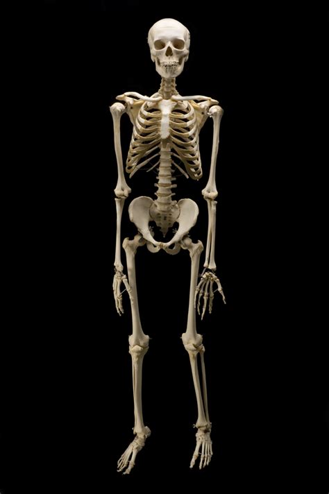 real skeleton - Google Search | Tattoo ideas | Pinterest | Skeletons ...