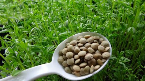 Lentil Seeds at Best Price in Etawah - ID: 3737827 | New Classic Hybrid ...