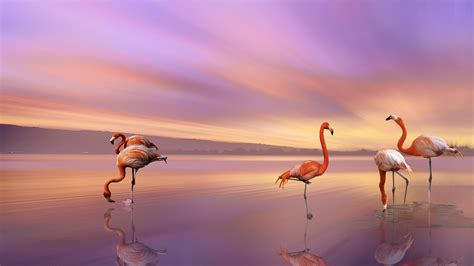 Flamingos Wallpaper Hd