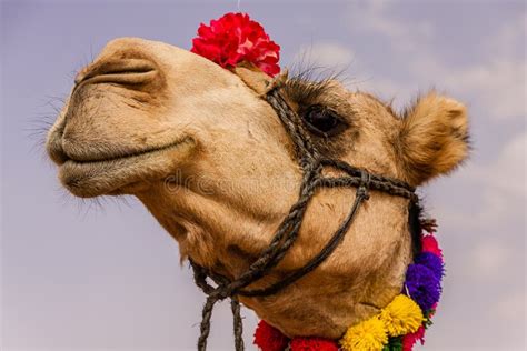 Dromedary Decorated With Harness Stock Image - Image of landscape ...