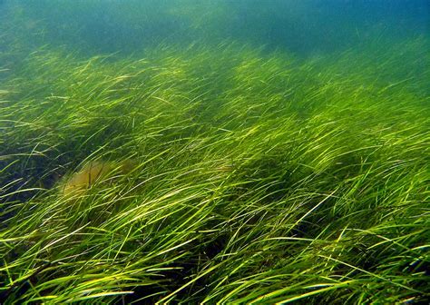 Seagrass and Seagrass Beds | Smithsonian Ocean