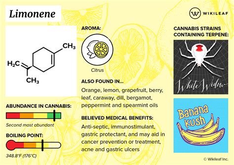 What is Limonene? Understanding Terpenes | Wikileaf