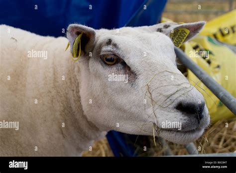 Beltex sheep hi-res stock photography and images - Alamy