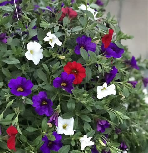 Million Bells (Calibrachoa) Hanging Basket — Altum's — Garden Center ...