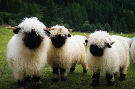 Valais Blacknose Sheep Association of North America – The cutest sheep ...