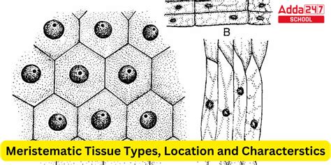 Meristematic Tissue Diagram, Types, Location & Characterstic