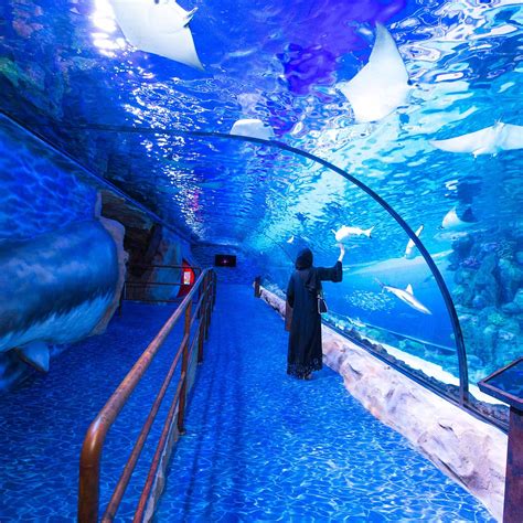 Dubai Aquarium & Underwater Zoo - All You Need to Know BEFORE You Go (2024)