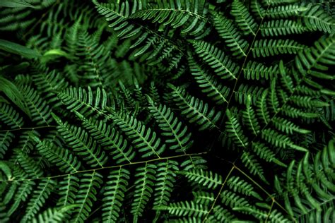 HD wallpaper: 4K, oled, plants, fern, green, black | Greenery wallpaper ...