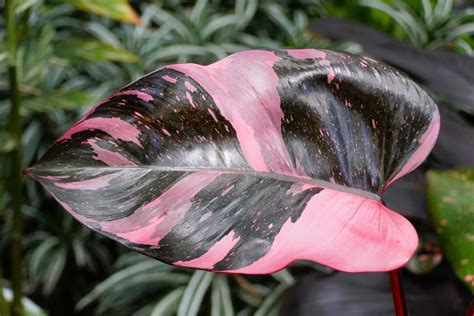 How to Grow and Care for Pink Princess Philodendron Easily